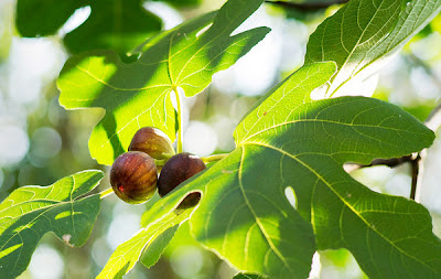 Whole figs on tree