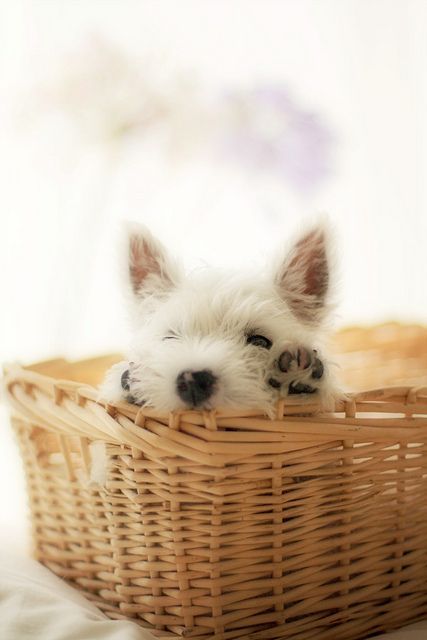 Cute dog in basket
